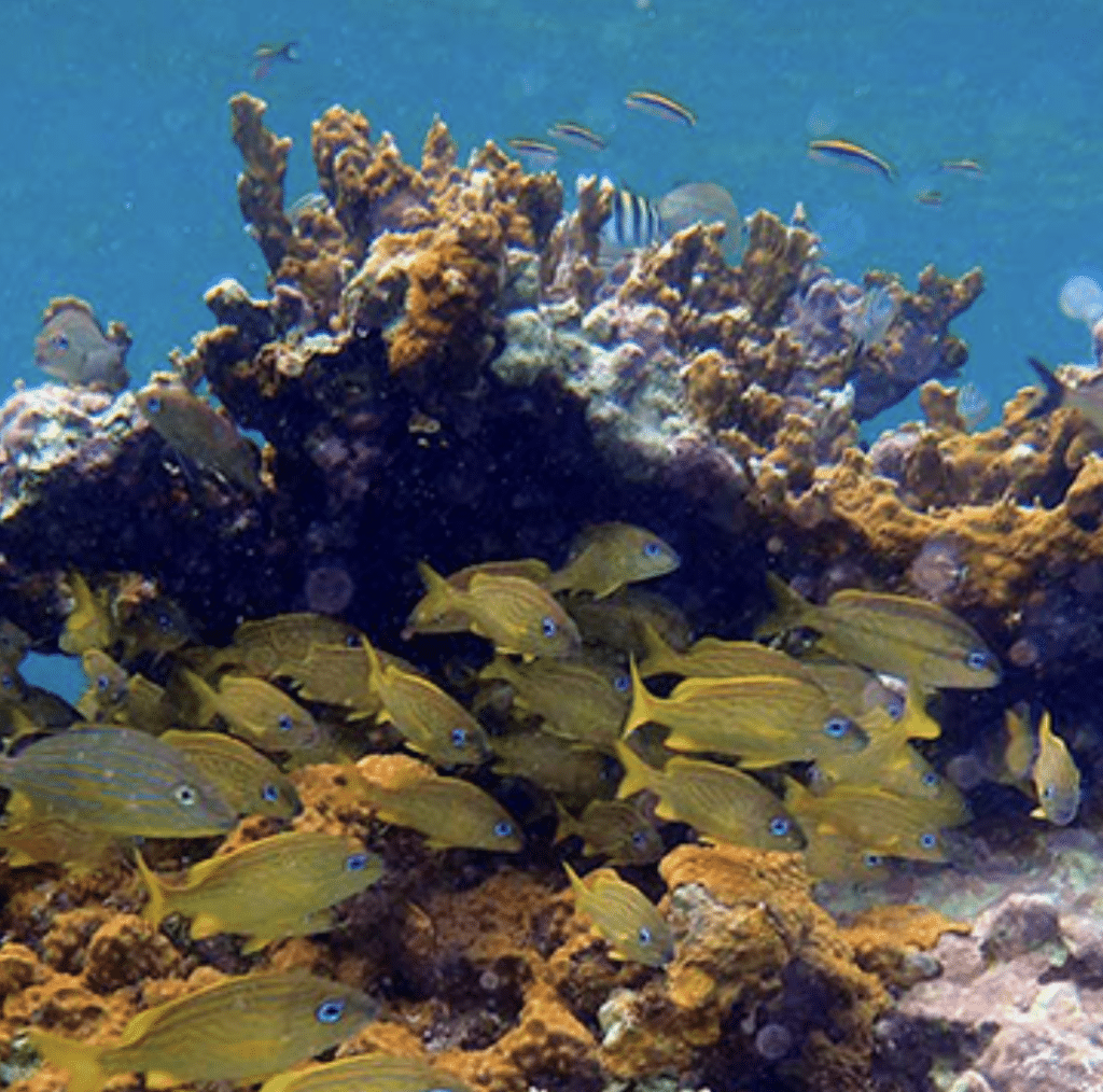 Sky Reef Beach Club in Cozumel Fish