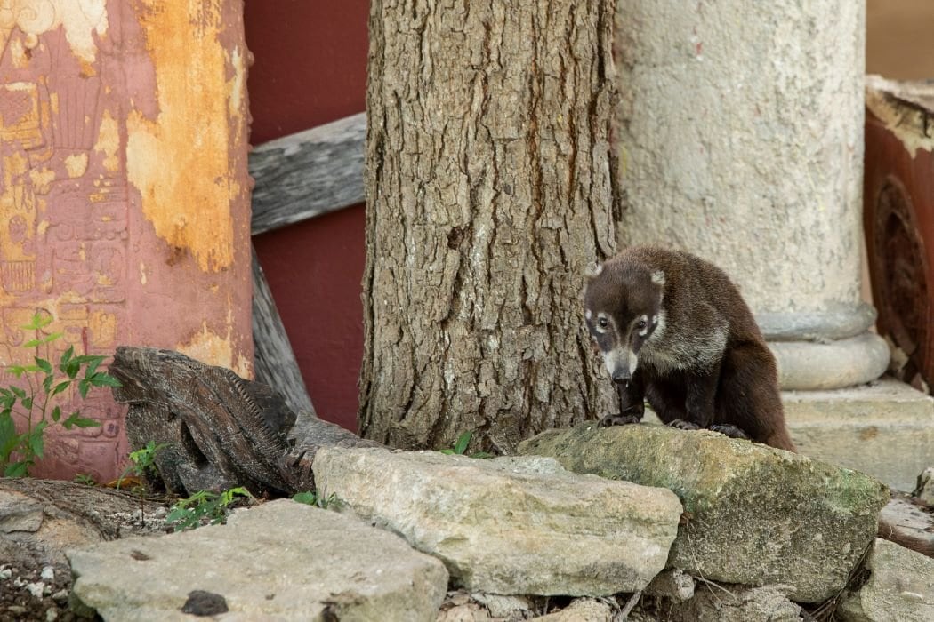 cozume island coati – Jet Ski Cozumel