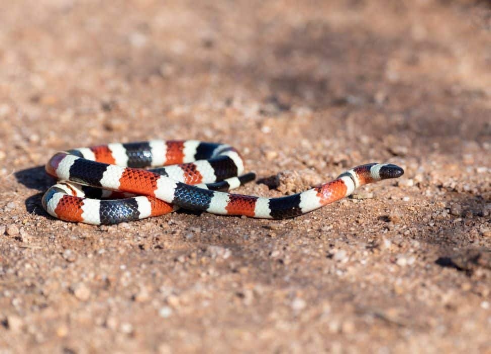 cozumel coral snake – Jet Ski Cozumel