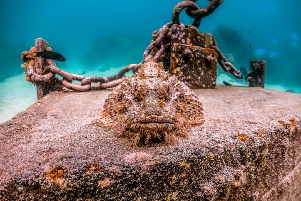 Scorpion Fish in the waters off Cozumel.