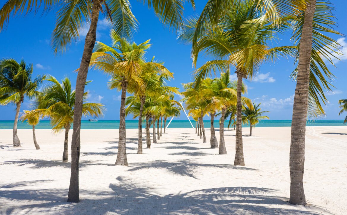 Coconut Palm trees path to an idyllic white sand beach at Cozumel Island, Mexico