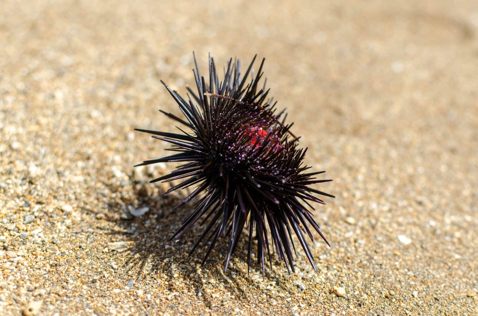 pexels sea urchin – Jet Ski Cozumel Sea Urchin Off the Coast of Cozumel