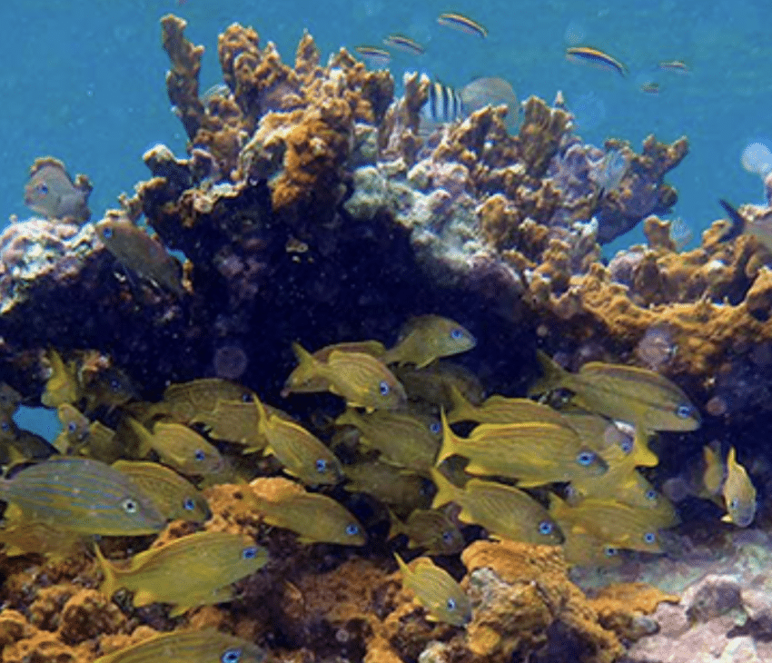 Snorkeling in the paradise of the clear water protecting rare reefs.