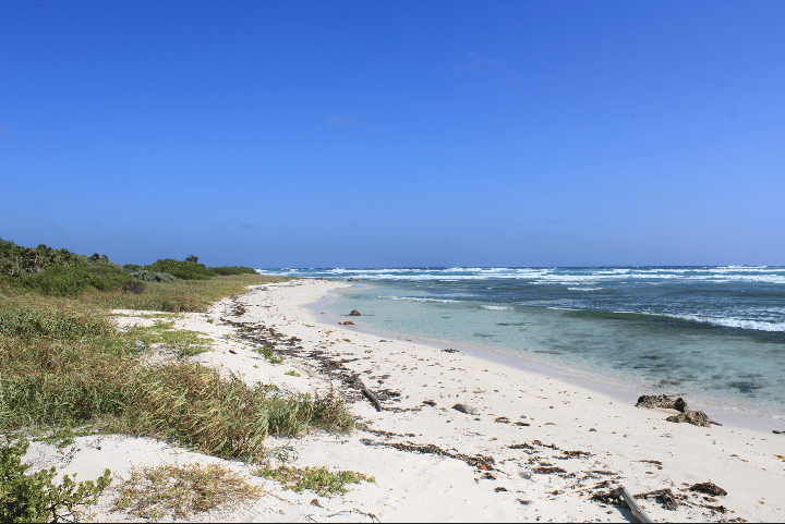 A phot of a beach from shore showing the ocean also as one of answers to the question. Does Cozumel have a free beach