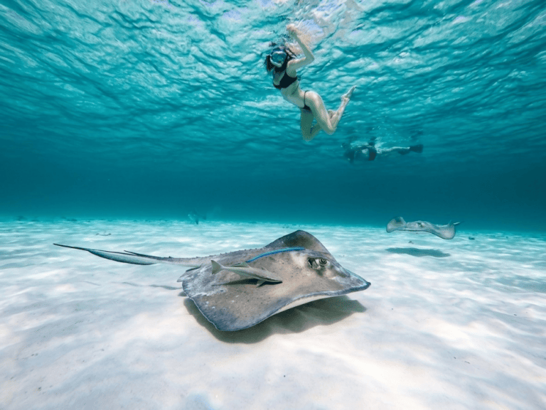 3-Reef Snorkel Tour Cozumel