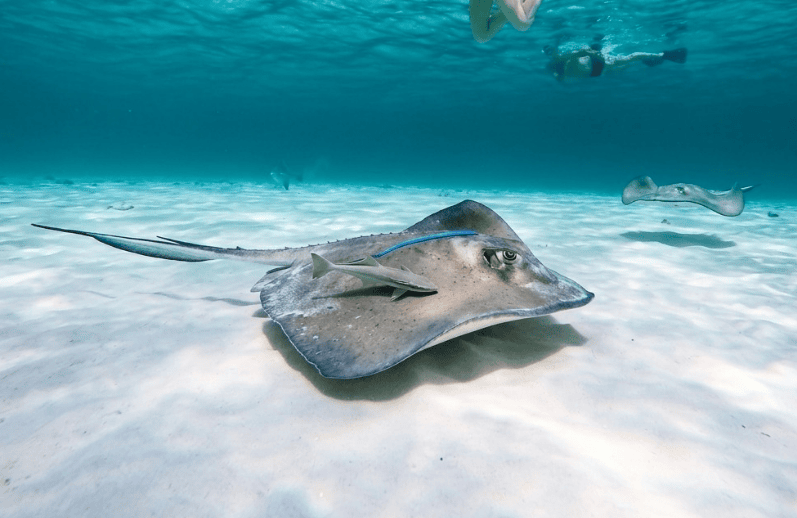 Eagle ray at El Cielo Cozumel