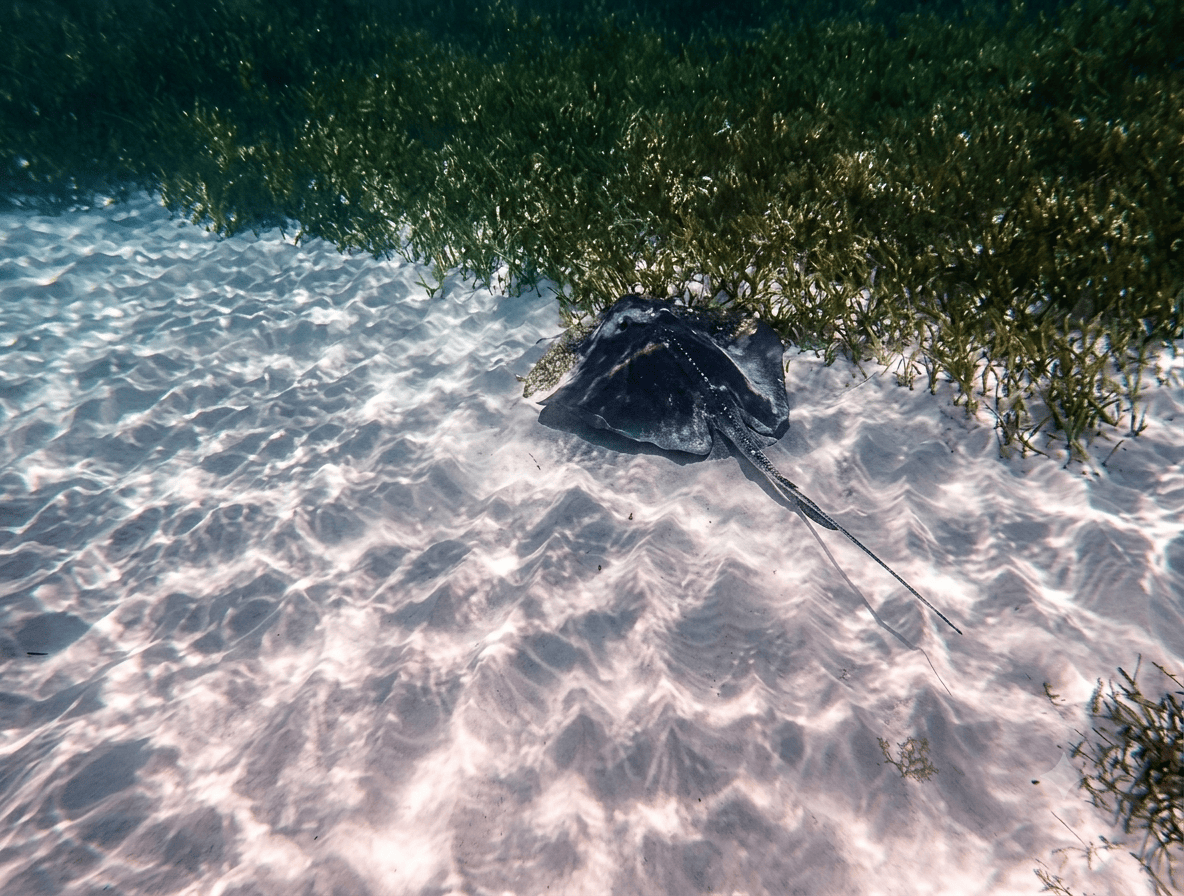 snorkeling-punta-sur-reef-cozumel – Jet Ski Cozumel Stingray resting on white sandy seabed near green underwater vegetation, tail trailing behind lightly dusted with sand.